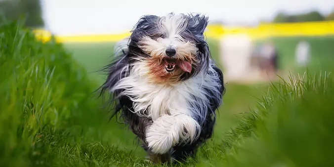 Bearded Collie running