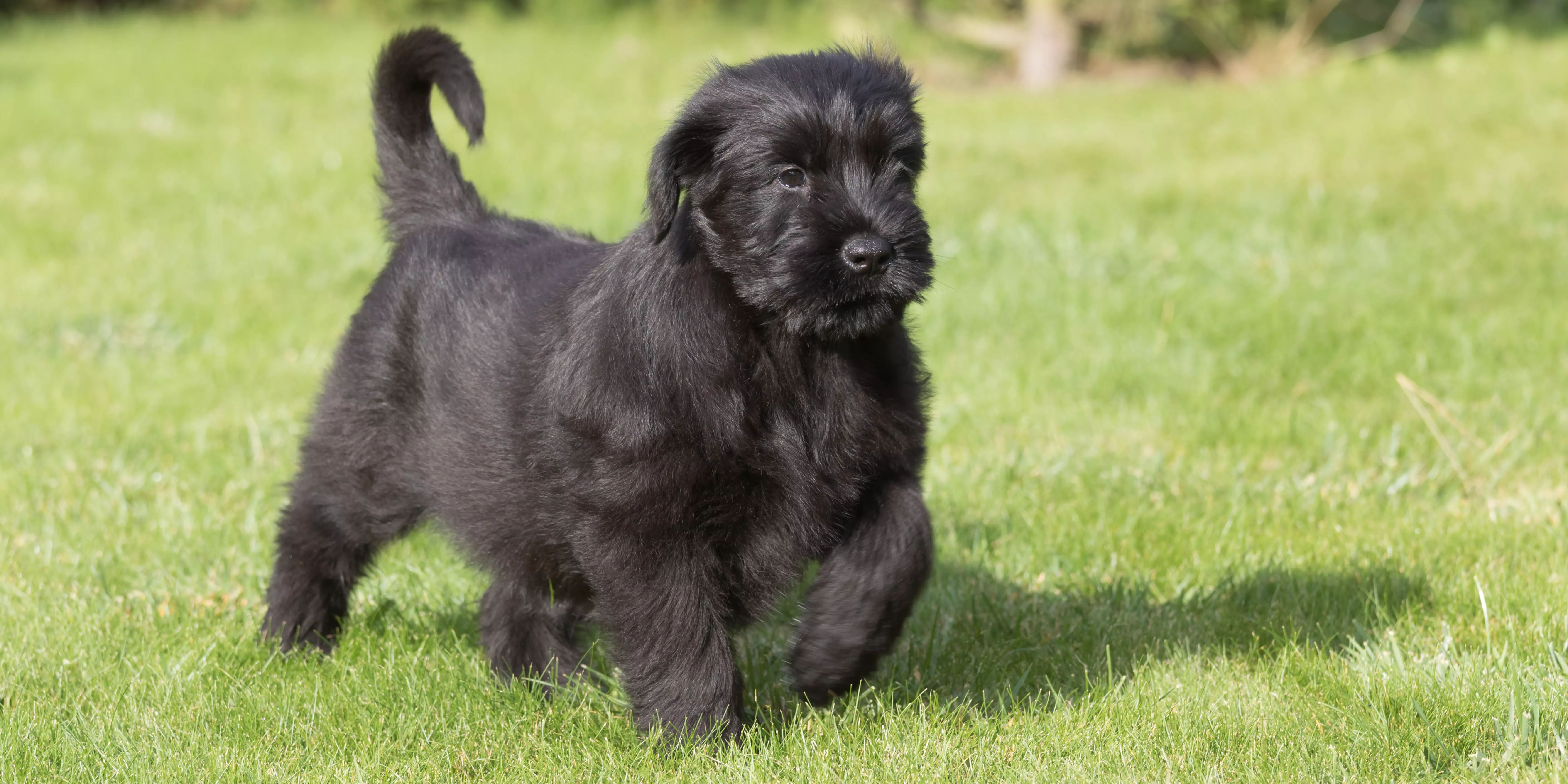 Giant Schnauzer