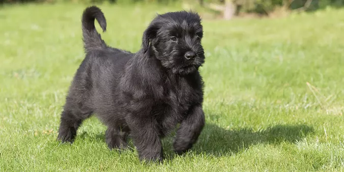 baby Giant Schnauzer