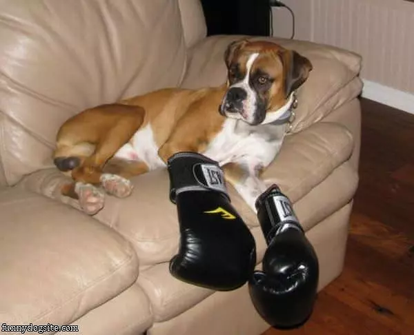 Boxer