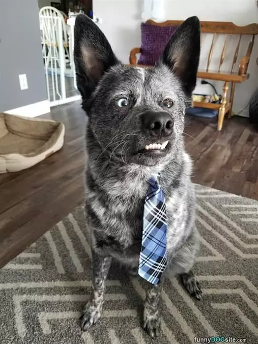Job Interview