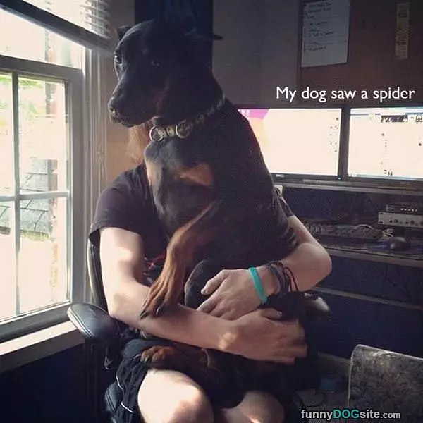 Saw A Spider