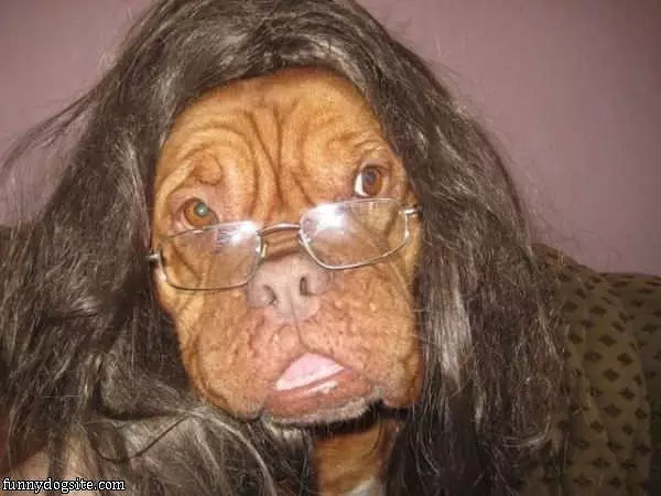 Great Wig Dog