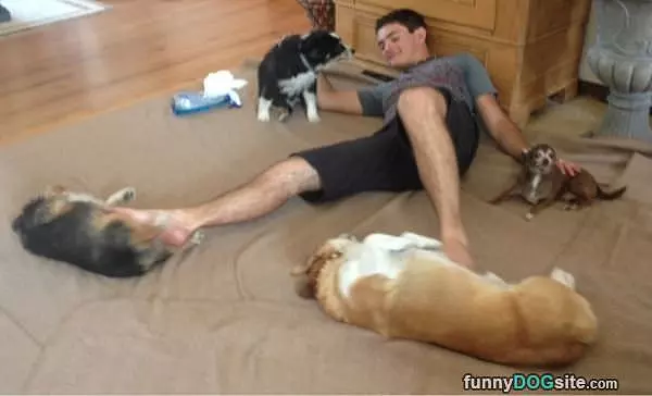 Dogs Everywhere