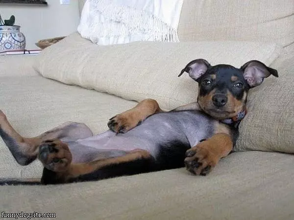 Sleep Where I Want Dog