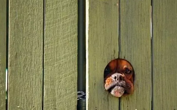 Hey