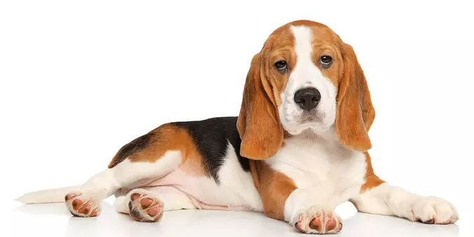 Beagle dog