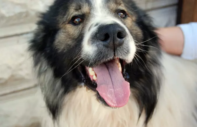 Tornjak dog close up