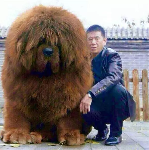 The Bear Dog