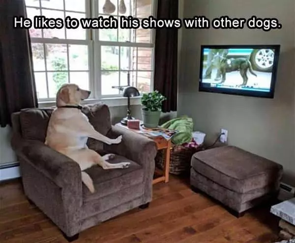 Likes To Watch Other Dogs