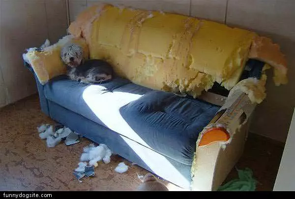 Dogs House