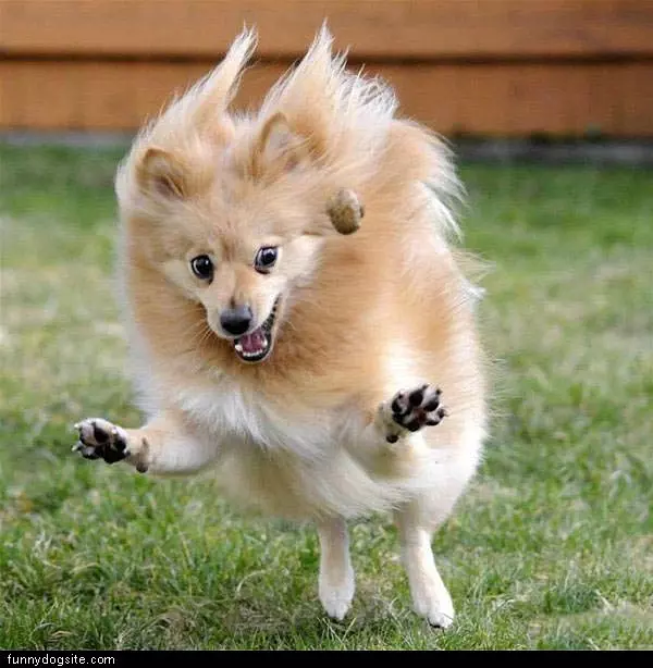 Hyper Dog Attack