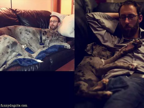 This Is A Big Dog