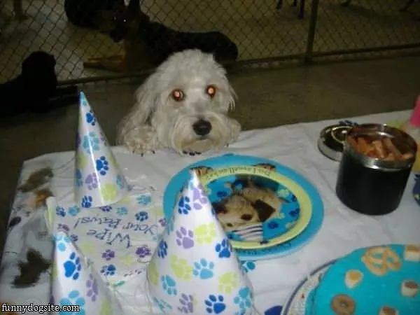 My Birthday Party