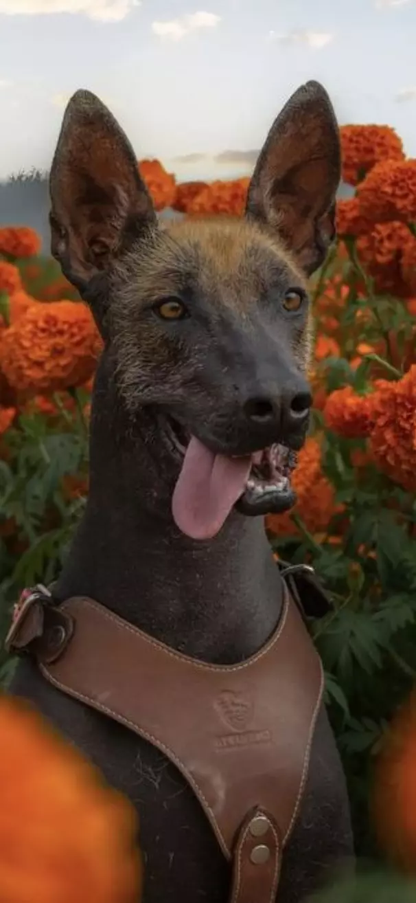 Xoloitzcuintli in the garden