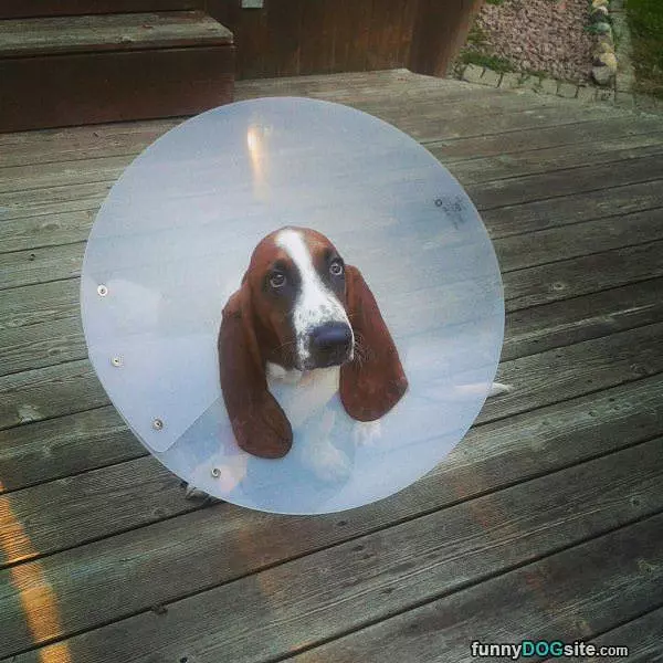Got My Cone Of Shame