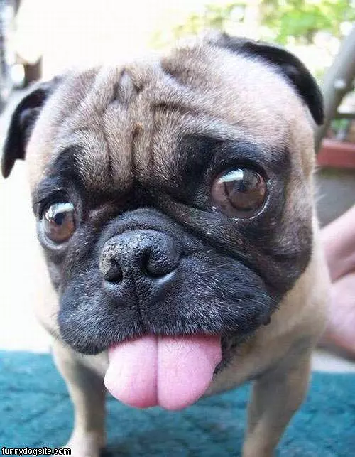 Tongue Out Pug