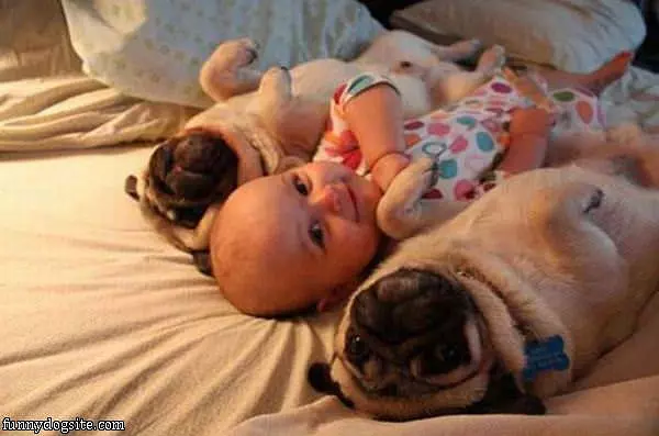 Pug Sandwich