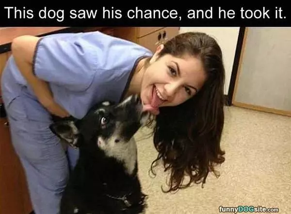 This Dog Saw His Chance