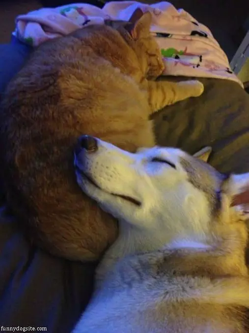 Quite The Nice Pillow