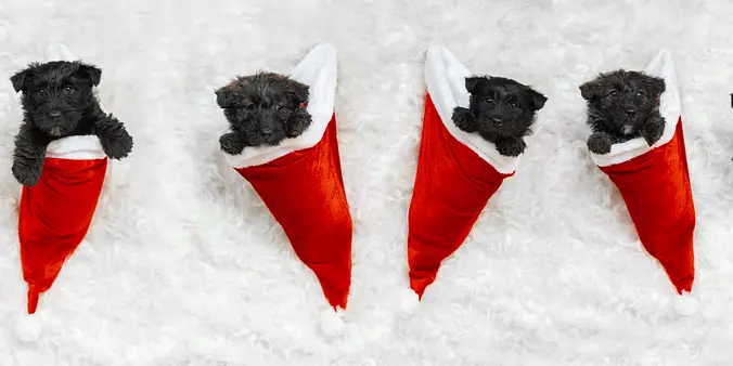 Scottish Terrier cute dog