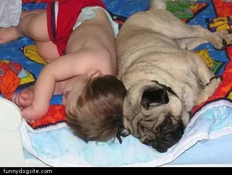Pug Nap