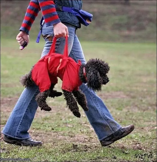 A Real Doggie Bag