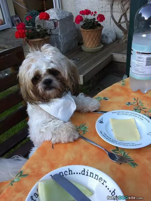 Dinner Time For Me