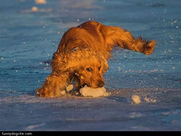 Ice Fetch