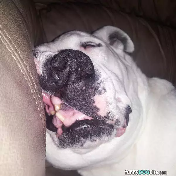 No More Walks Only Naps Now