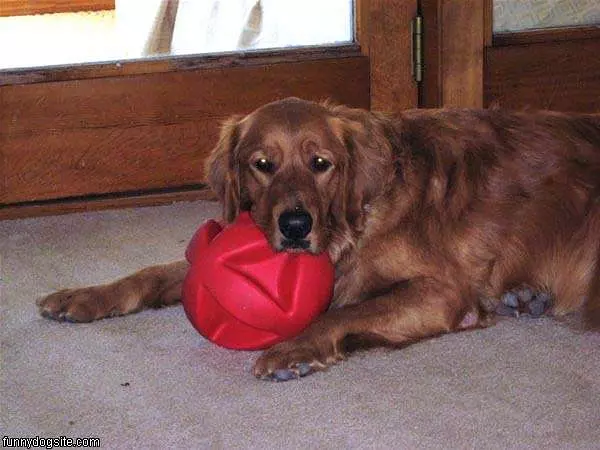 Pumpkin Wth Ball