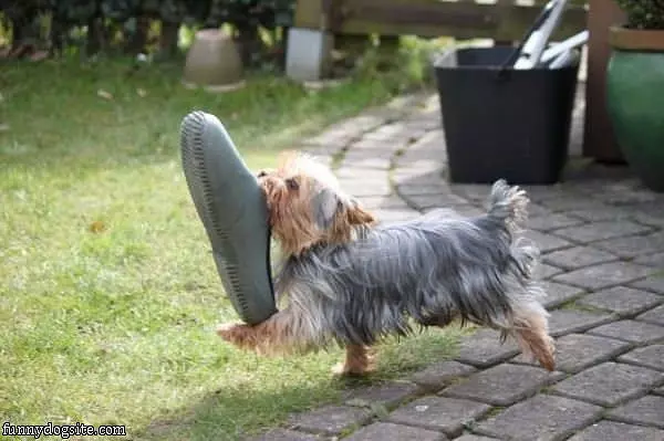 I Fetched This Shoe