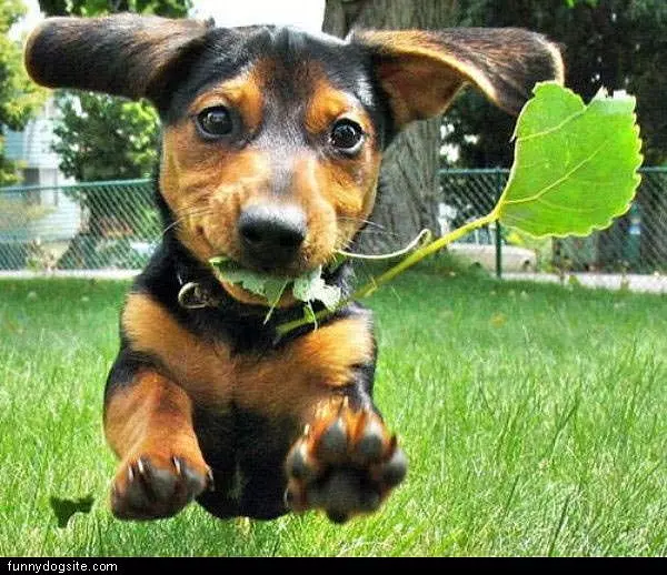 Leaf Fetch
