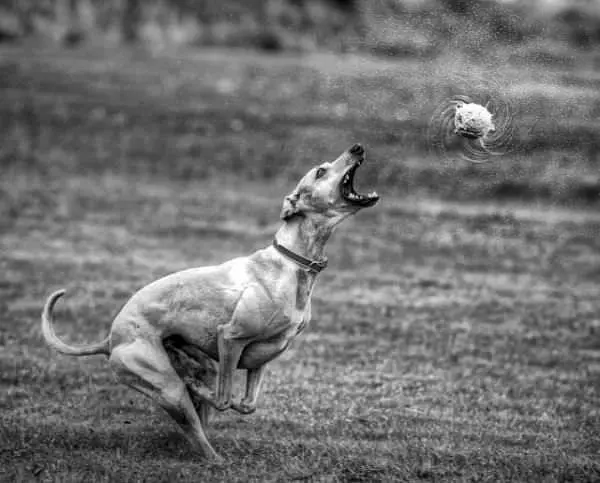 Playing Crazy Fetch