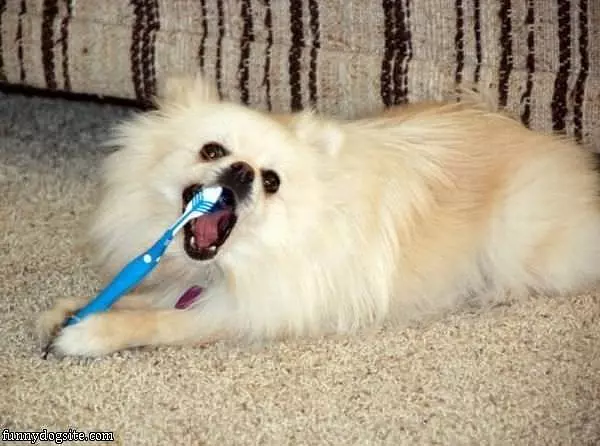 Important To Brush