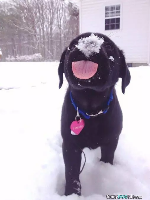 Giant Snowflake