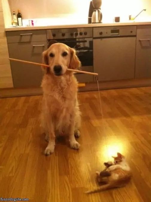 Playing With Kitty