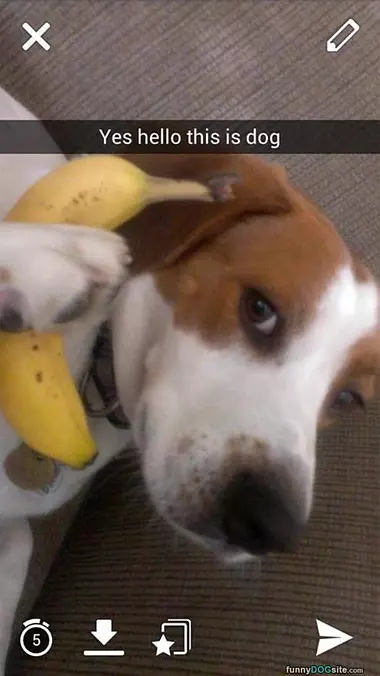 Hello Yes This Is Dog