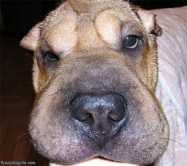 Cool Dog
