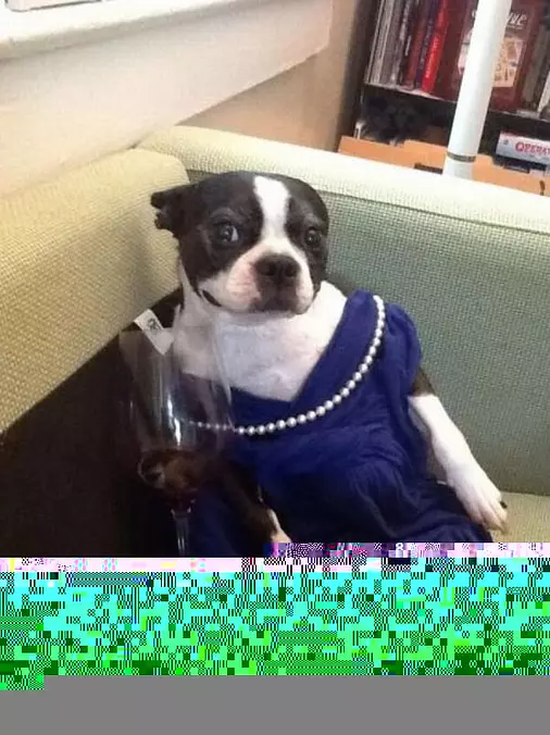 All Dressed Up For A Nice Night