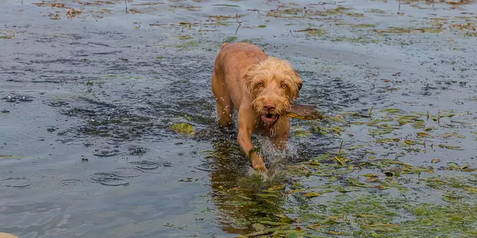 Wirehaired Vizsla in wather