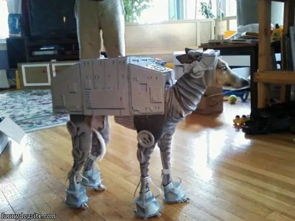 My Fancy Costume