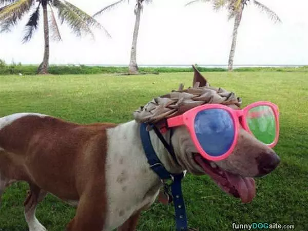 I Has The Coolest Glasses