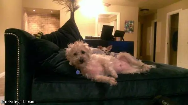 Such A Relaxed Dog