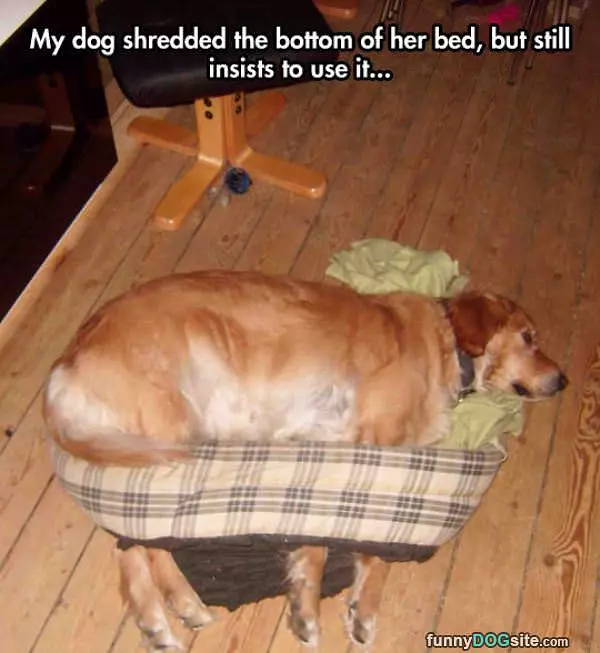 Loves This Bed