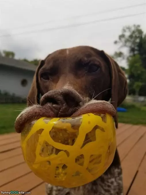I Love Fetching