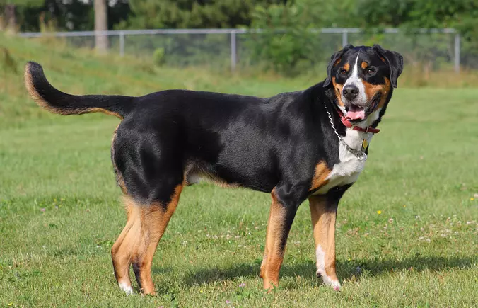 Greater Swiss Mountain Dog ...