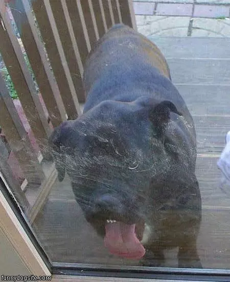 Cleaning The Windows