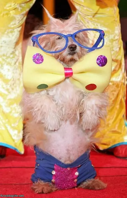 Nerdy Dog