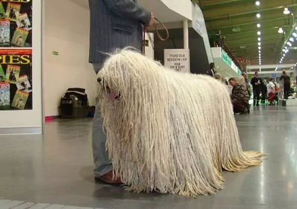 Shaggy Dog